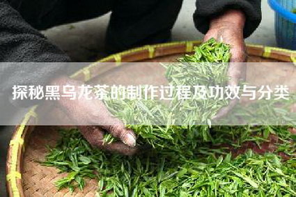 探秘黑乌龙茶的制作过程及功效与分类