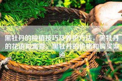 黑牡丹的种植技巧及养护方法，黑牡丹的花语和寓意，黑牡丹的价格和购买渠道