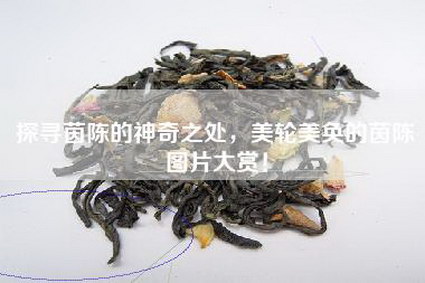 探寻茵陈的神奇之处，美轮美奂的茵陈图片大赏！
