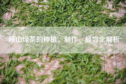 崂山绿茶的种植、制作、品尝全解析