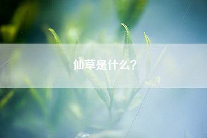 仙草是什么？