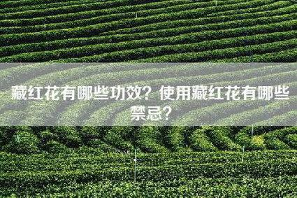 藏红花有哪些功效？使用藏红花有哪些禁忌？