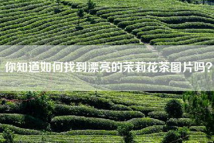 你知道如何找到漂亮的茉莉花茶图片吗？