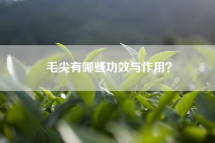 毛尖有哪些功效与作用？