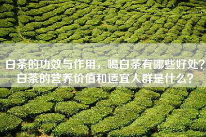 白茶的功效与作用，喝白茶有哪些好处？白茶的营养价值和适宜人群是什么？