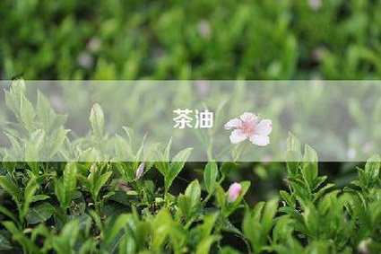 茶油