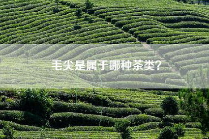 毛尖是属于哪种茶类？