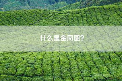 什么是金凤凰？