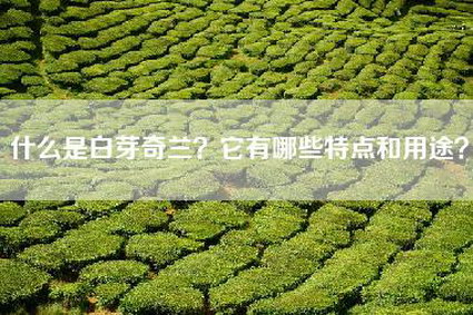 什么是白芽奇兰？它有哪些特点和用途？