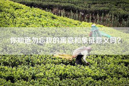 你知道勿忘我的寓意和象征意义吗？