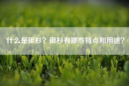 什么是银杉？银杉有哪些特点和用途？