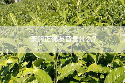 荼的正确发音是什么？
