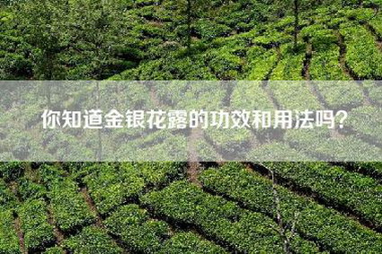 你知道金银花露的功效和用法吗？