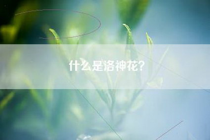 什么是洛神花？