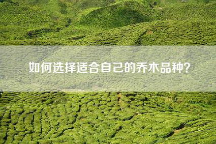如何选择适合自己的乔木品种？
