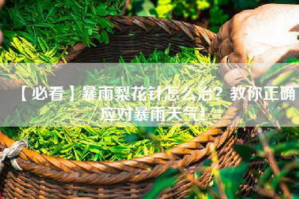 【必看】暴雨梨花针怎么治？教你正确应对暴雨天气！