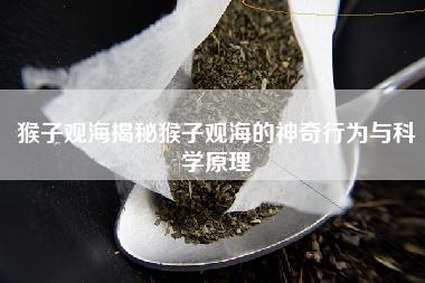 猴子观海揭秘猴子观海的神奇行为与科学原理