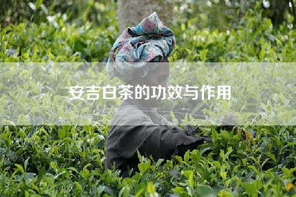 安吉白茶的功效与作用