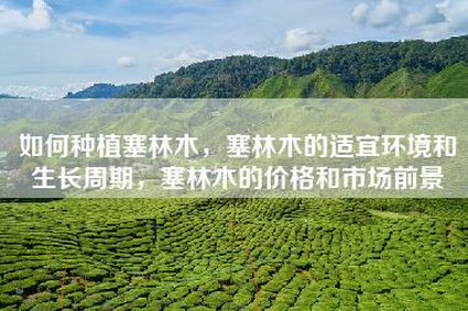 如何种植塞林木，塞林木的适宜环境和生长周期，塞林木的价格和市场前景