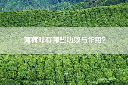 薄荷叶有哪些功效与作用？