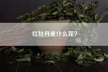 红牡丹是什么花？