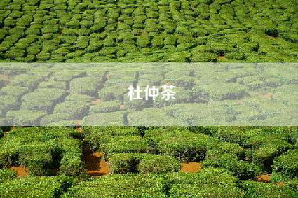 杜仲茶