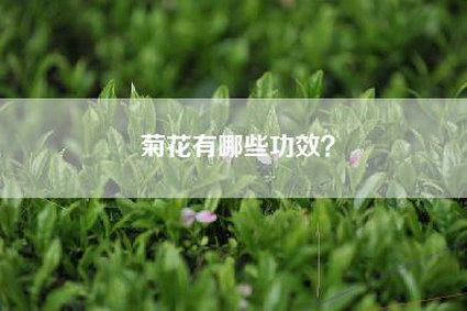 菊花有哪些功效？