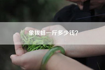 象拔蚌一斤多少钱？