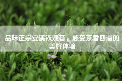 品味正宗安溪铁观音，感受茶香四溢的美好体验
