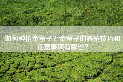 如何种植金龟子？金龟子的养殖技巧和注意事项有哪些？