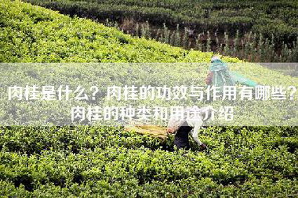 肉桂是什么？肉桂的功效与作用有哪些？肉桂的种类和用途介绍