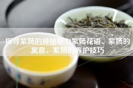 探寻紫嫣的神秘魅力紫嫣花语、紫嫣的寓意、紫嫣的养护技巧