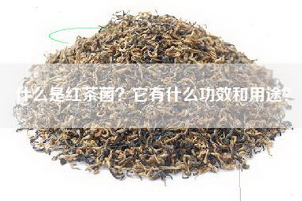 什么是红茶菌？它有什么功效和用途？