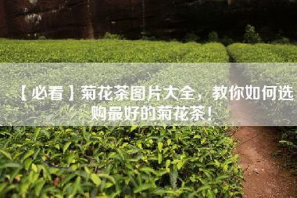 【必看】菊花茶图片大全，教你如何选购最好的菊花茶！