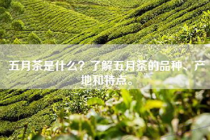 五月茶是什么？了解五月茶的品种、产地和特点。