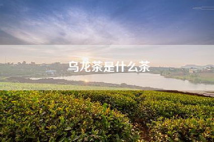 乌龙茶是什么茶