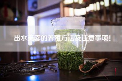 出水芙蓉的养殖方法及注意事项！