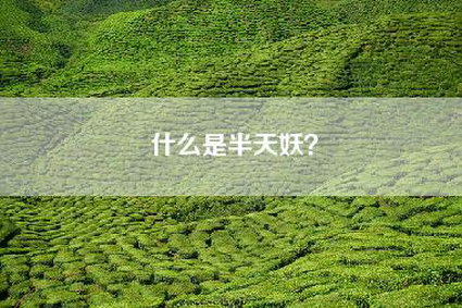 什么是半天妖？