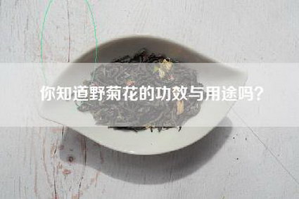 你知道野菊花的功效与用途吗？