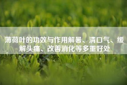 薄荷叶的功效与作用解暑、清口气、缓解头痛、改善消化等多重好处