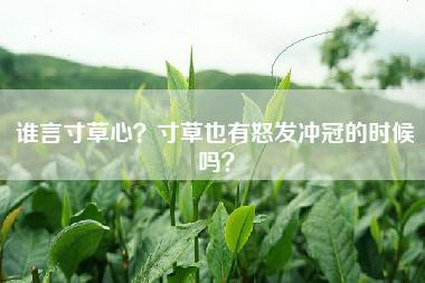 谁言寸草心？寸草也有怒发冲冠的时候吗？