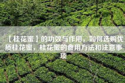 【桂花蜜】的功效与作用，如何选购优质桂花蜜，桂花蜜的食用方法和注意事项