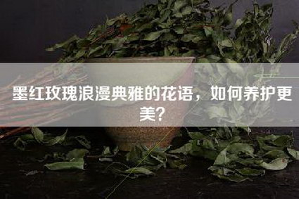 墨红玫瑰浪漫典雅的花语，如何养护更美？