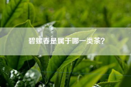 碧螺春是属于哪一类茶？