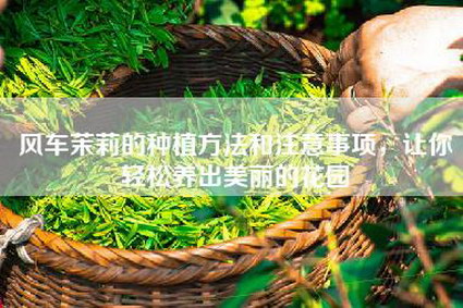 风车茉莉的种植方法和注意事项，让你轻松养出美丽的花园