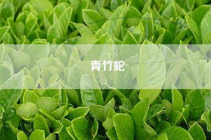 青竹蛇