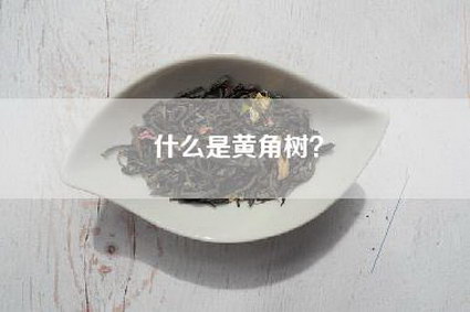 什么是黄角树？