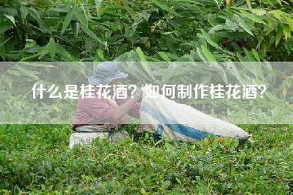 什么是桂花酒？如何制作桂花酒？