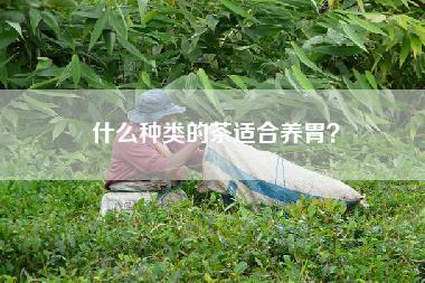 什么种类的茶适合养胃？