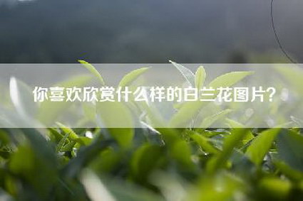 你喜欢欣赏什么样的白兰花图片？